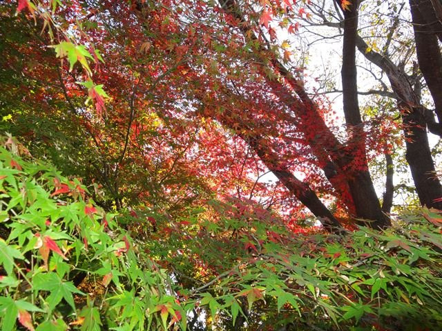 Koen-ji Temple-杉并区必去景点