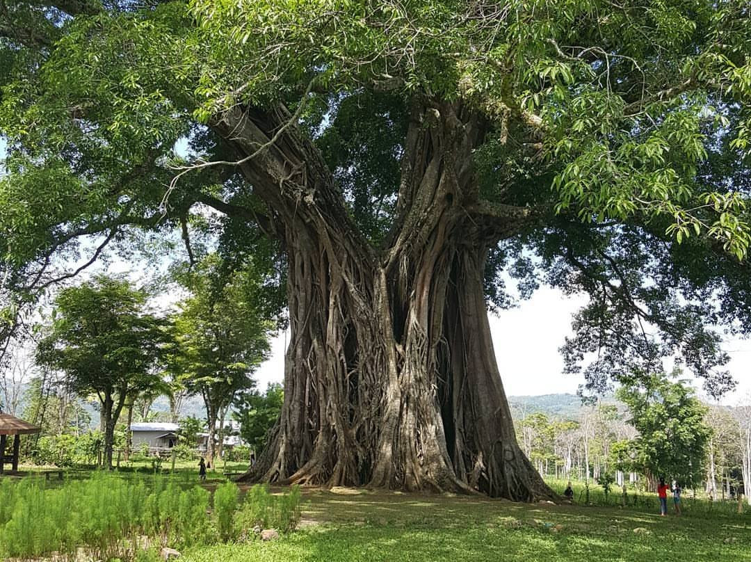 Canlaon City - Century Tree Dalakit景点图片