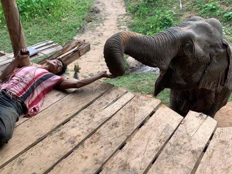 Elephant Peace Project-清莱必去景点