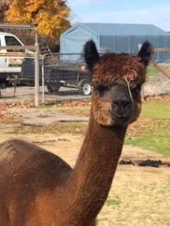 Northern Solstice Alpaca Farm景点图片