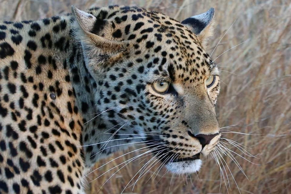 Robbie Williams Safaris-雾观必去景点