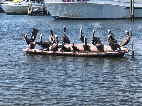 Bay Breeze South Boat Rentals