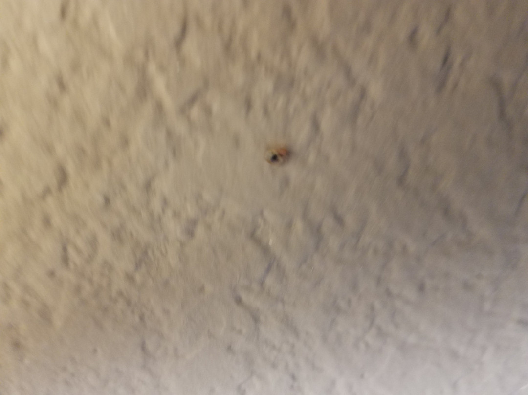 Baymont by Wyndham Decatur主图