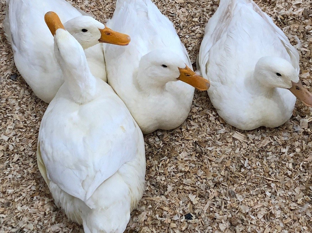 State Fair Of Virginia-多斯韦尔必去景点