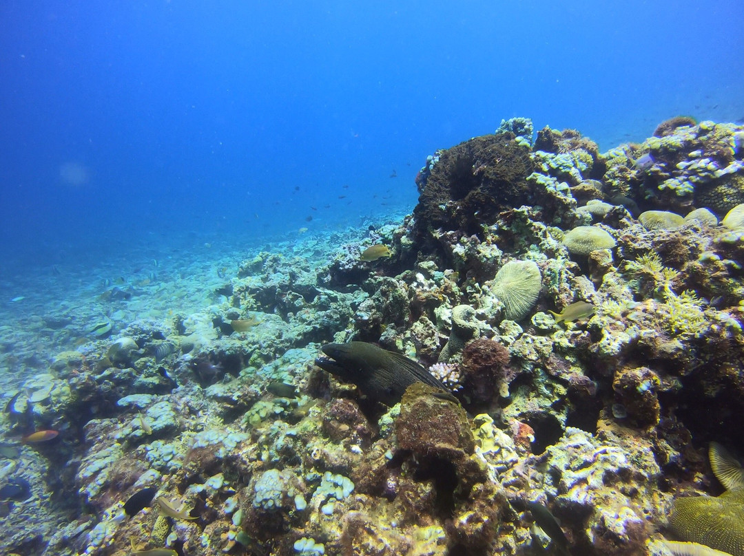 Gili Meno Divers景点图片