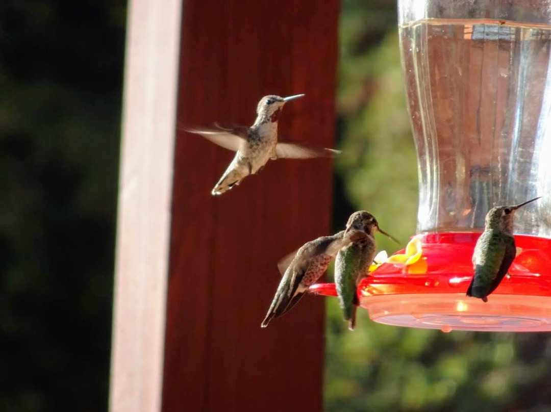 Sierra Trails Inn主图