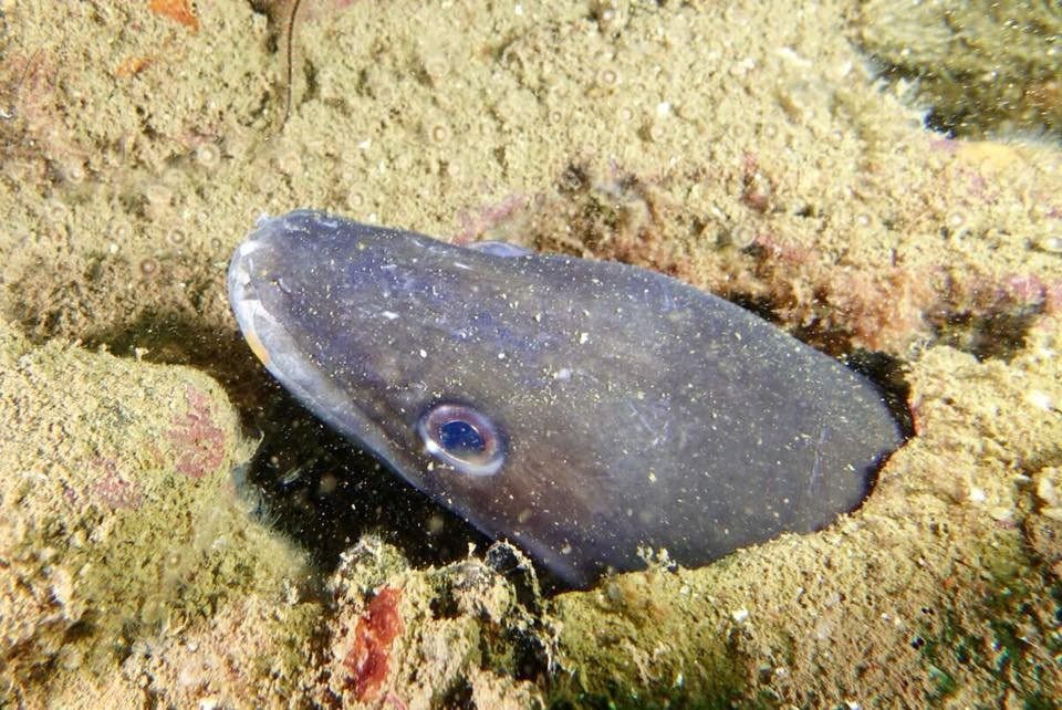 Albarella Diving Center-Isola Albarella必去景点