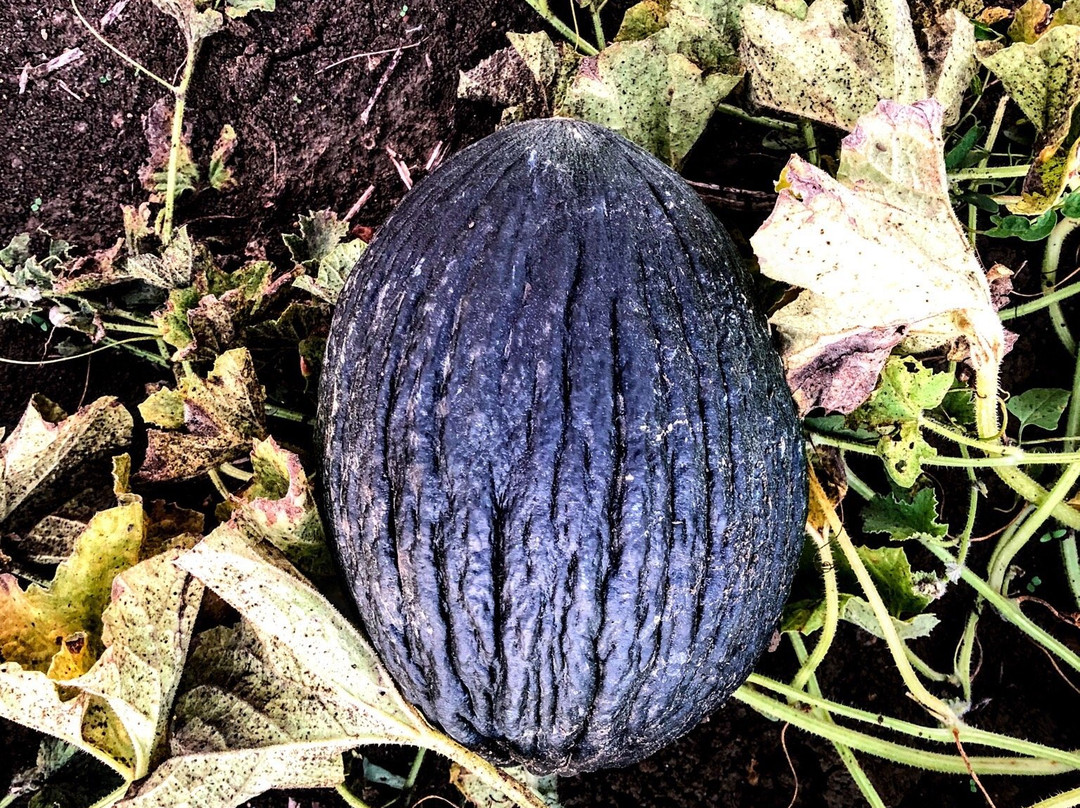 Azienda Agricola Bioviola & Sicilì Bottega Biologica-Alcamo必去景点