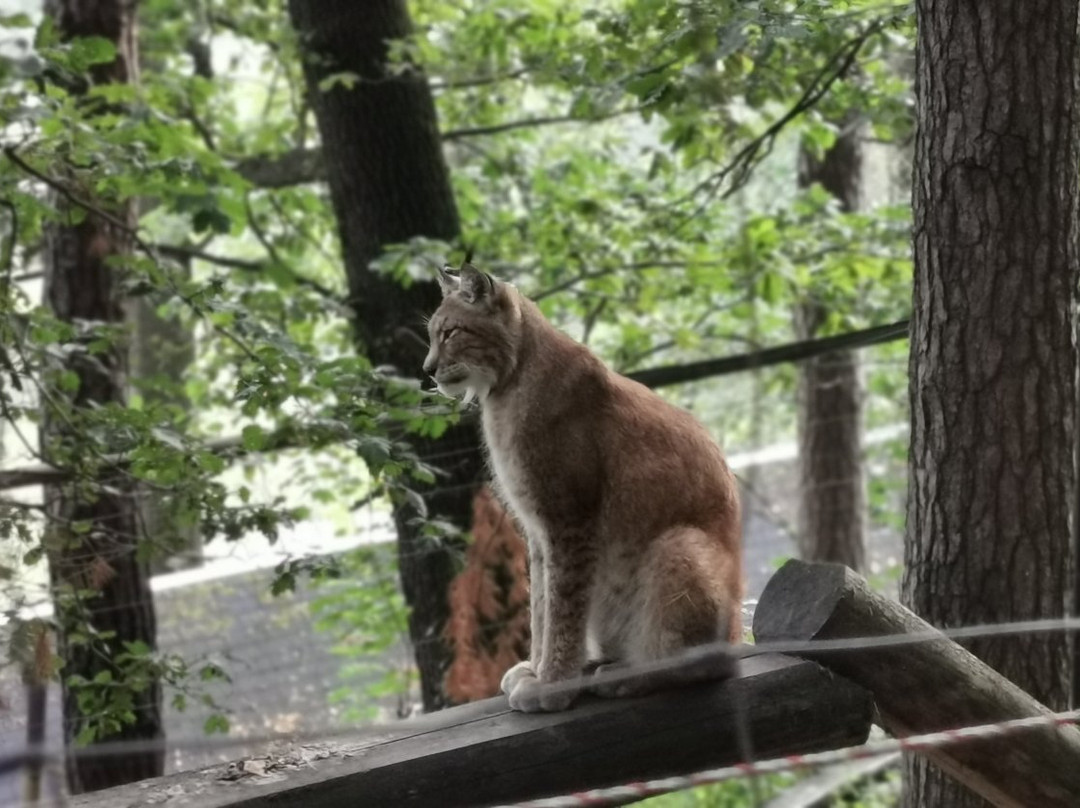 Luchsgehege-巴特尚道必去景点