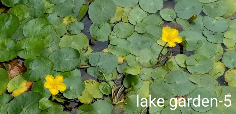 Karuizawa Lake Garden景点图片