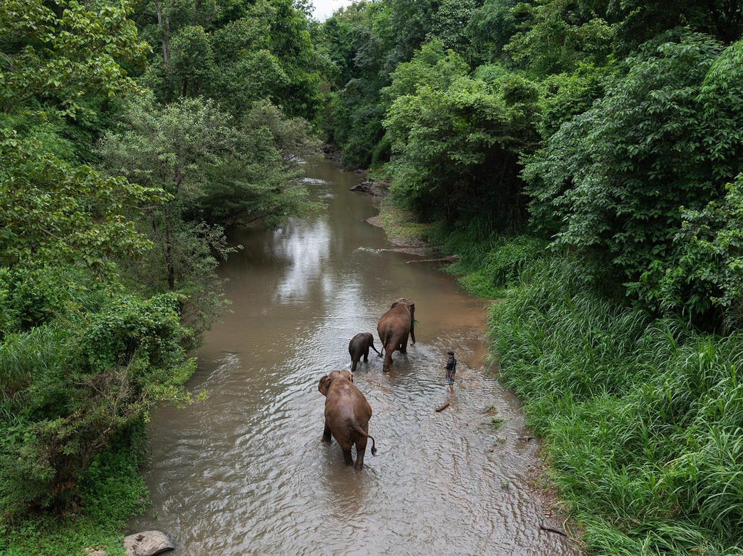 Chiang Mai Elephant Friends-夜旺必去景点