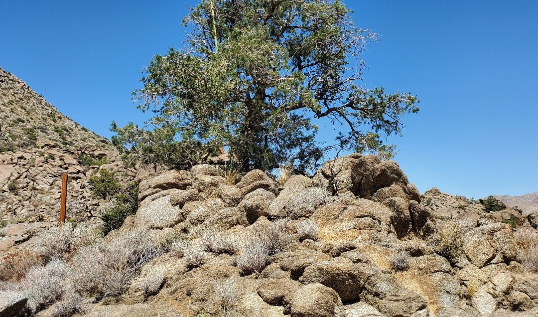 Palms to Pines Scenic Byway-棕榈沙漠必去景点