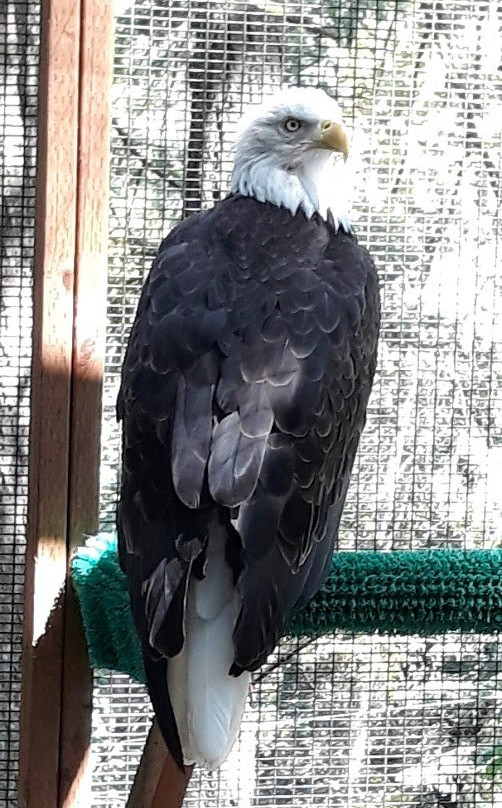 卡斯卡底猛禽中心-尤金必去景点