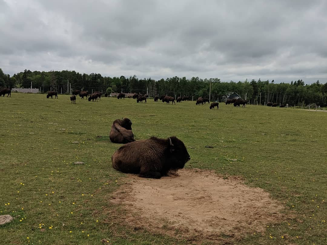 Buffaloland Provincial Park景点图片