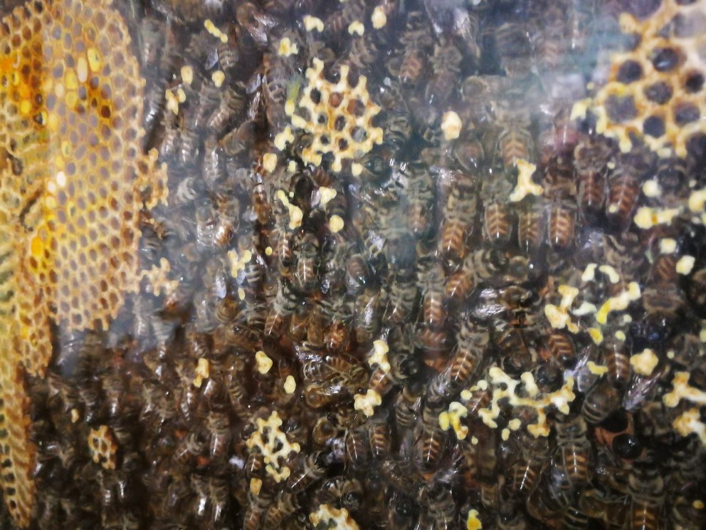 Bee-Keeping Museum景点图片