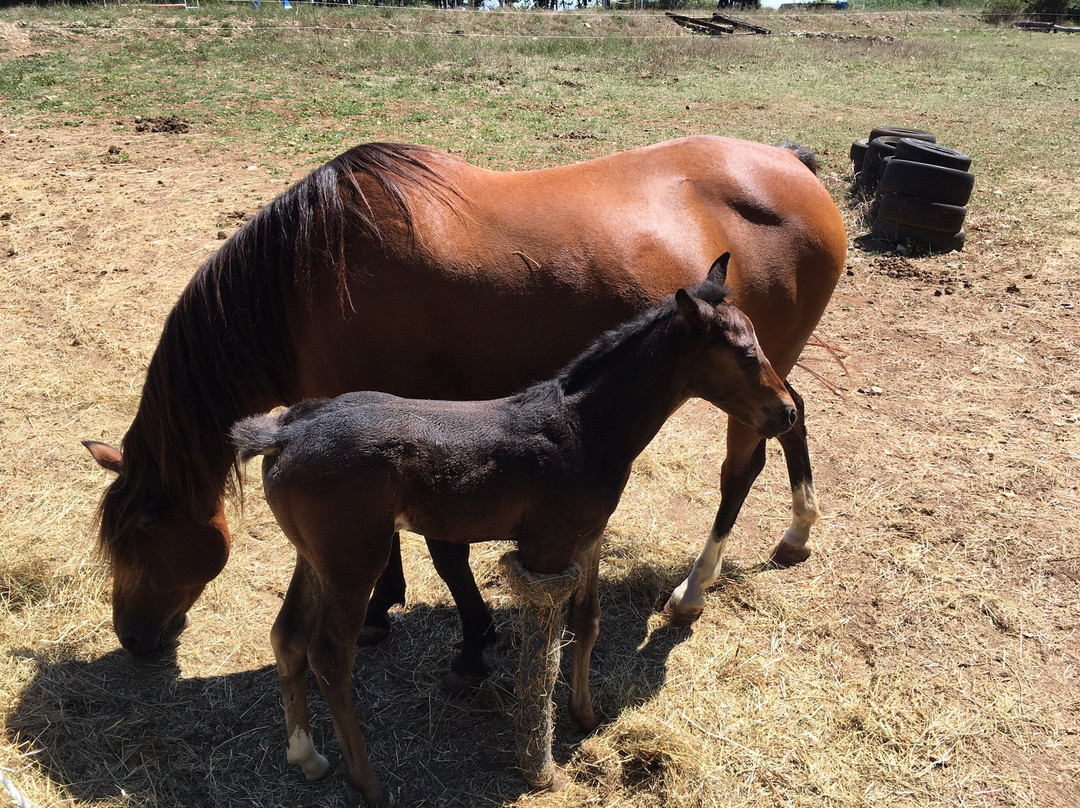 Ferme Equestre de la Gresigne景点图片