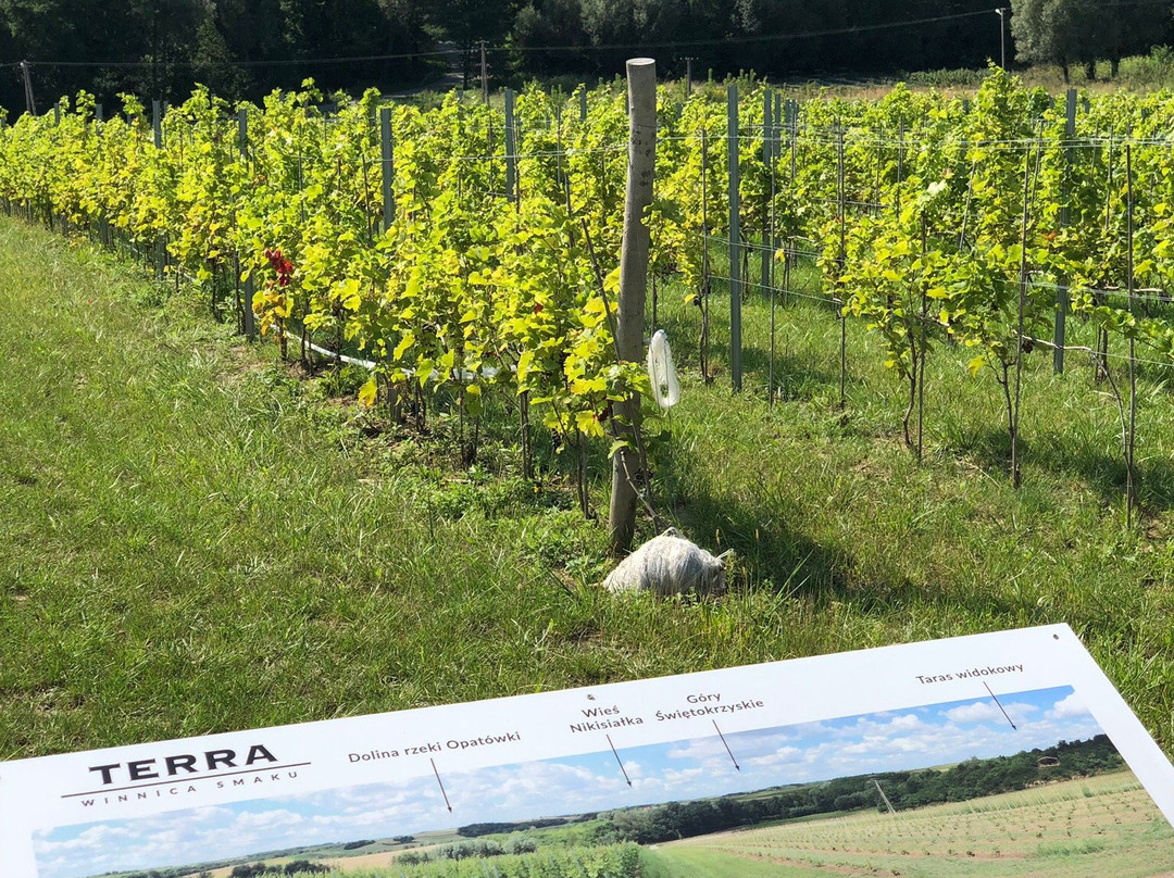 TERRA Winnica Smaku Winery景点图片
