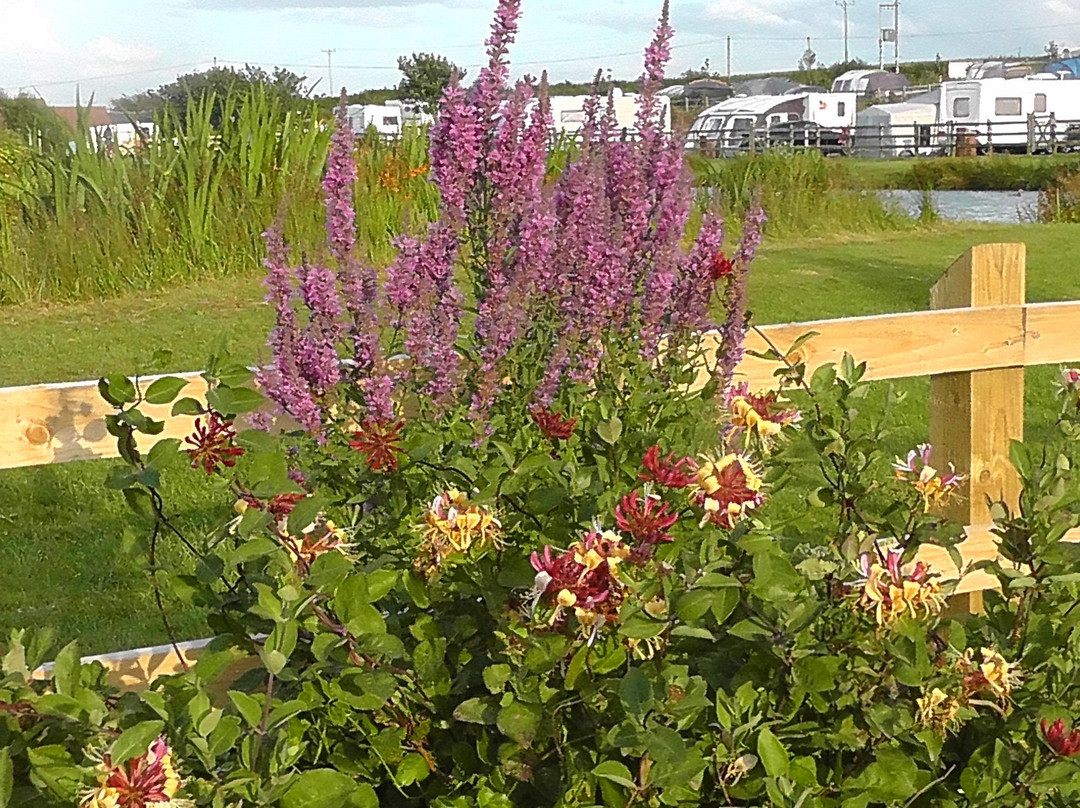 Warcombe Farm Camping Park主图