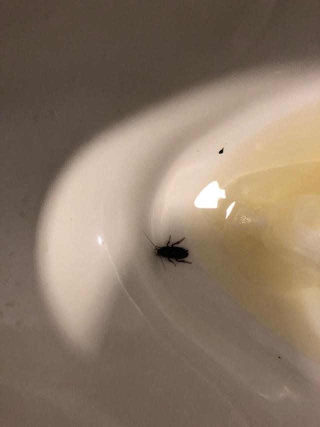 Best Western Brentwood Inn-浴室