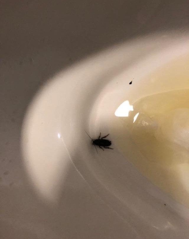 Best Western Brentwood Inn主图