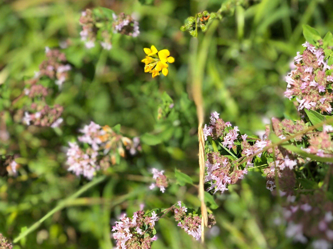 Donauversickerung-Immendingen必去景点