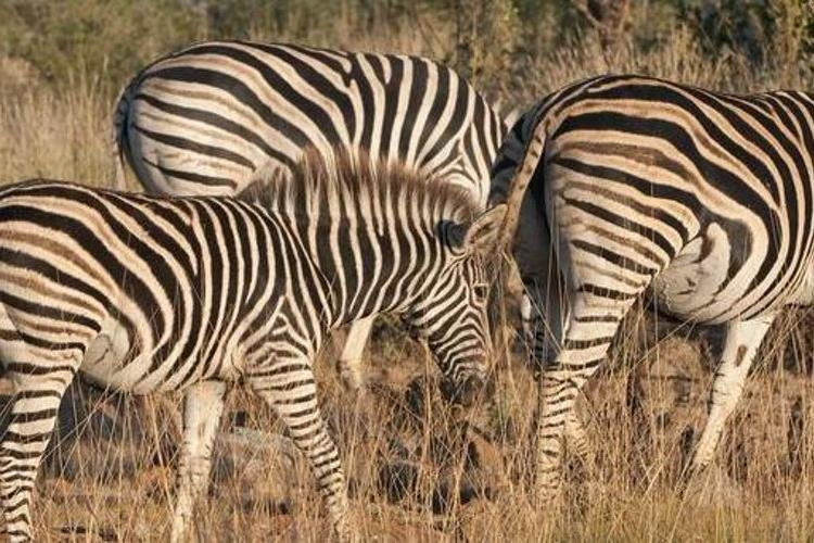 Supremacy Travel-约翰内斯堡必去景点