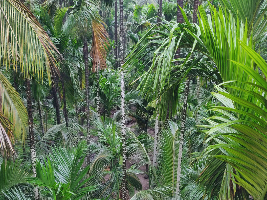 Cocohut Resort主图