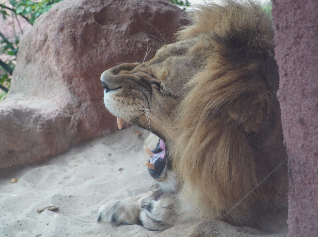 Erlebnis Zoo Hannover景点图片