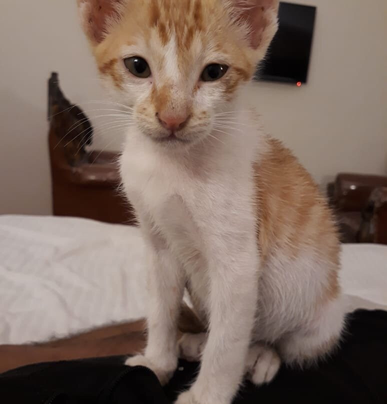 Lohagarh Corbett Resort主图