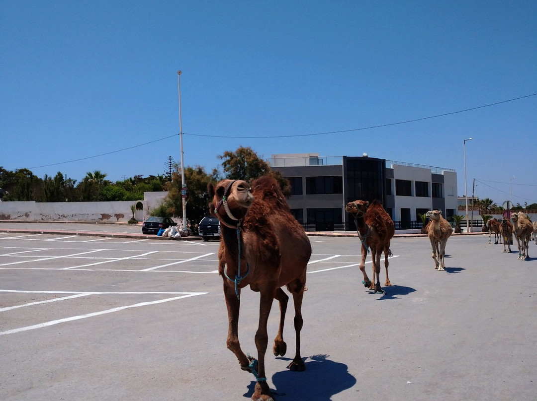 Plage de La Mansourah-Kelibia必去景点