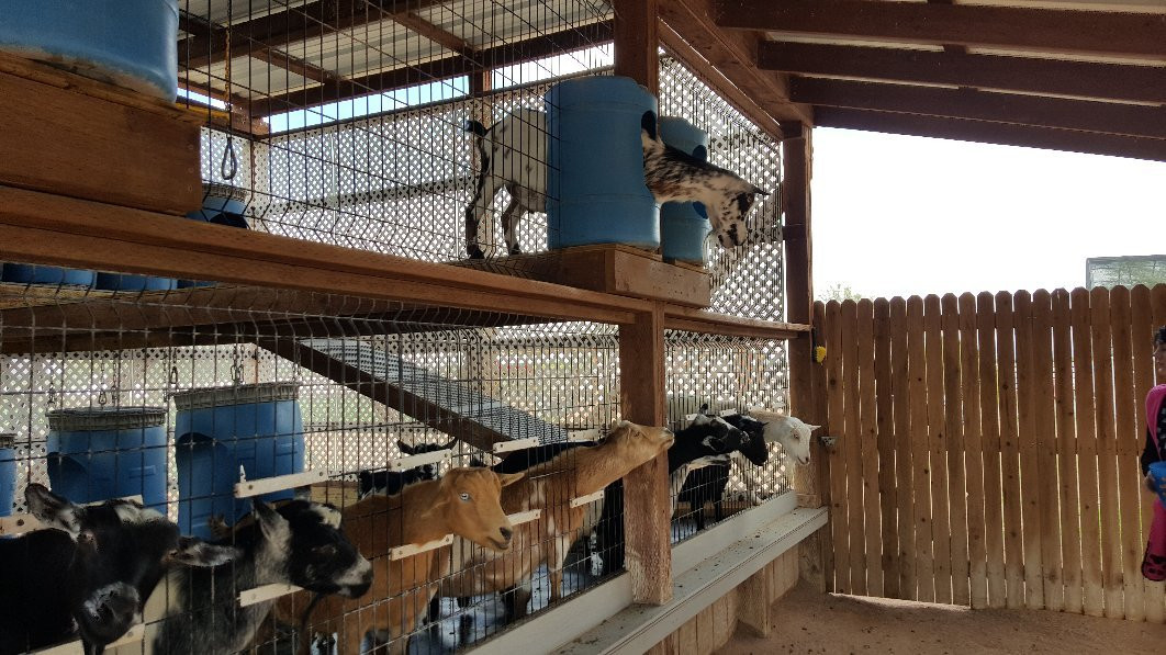 Rooster Cogburn Ostrich Ranch-Eloy必去景点