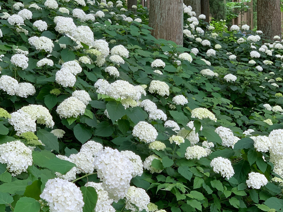 Michinoku Hydrangea Garden-一关市必去景点