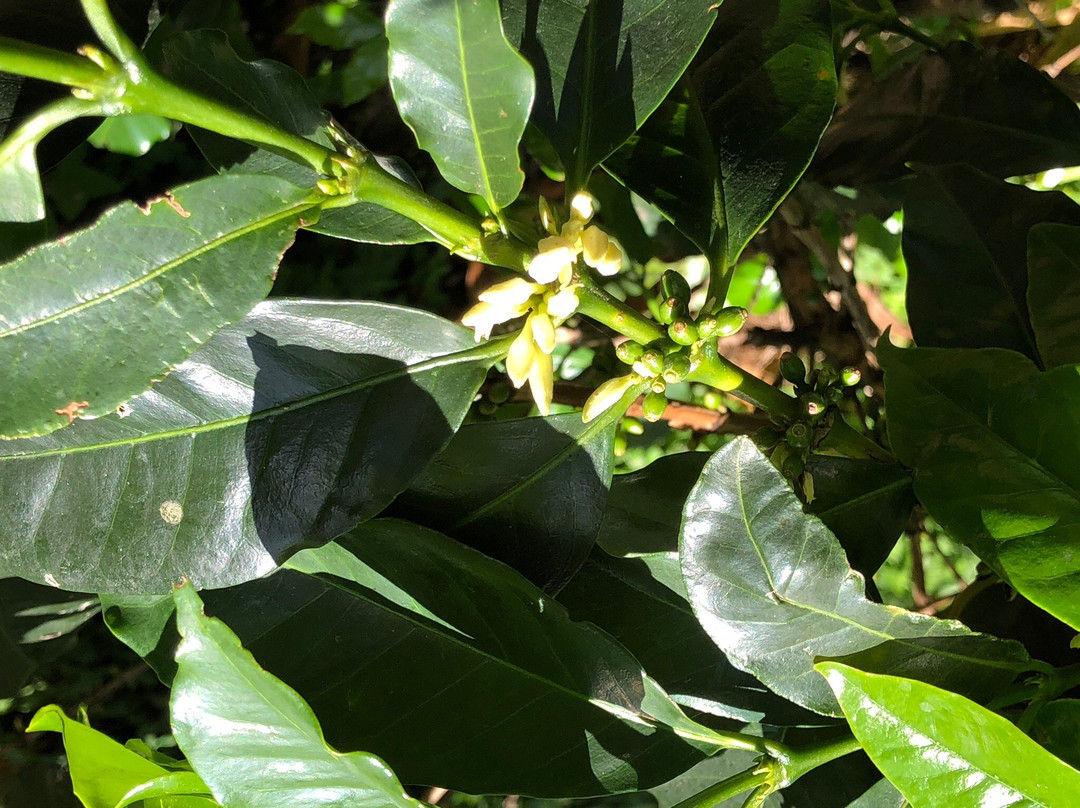 Observatorio Agroecologico el Cafetal-恩维加多必去景点