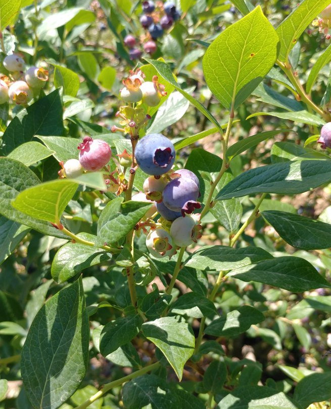 Stover's Farm Market and U-pic-Berrien Springs必去景点