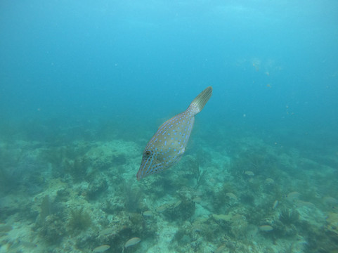 Deco Divers-迈阿密海滩必去景点