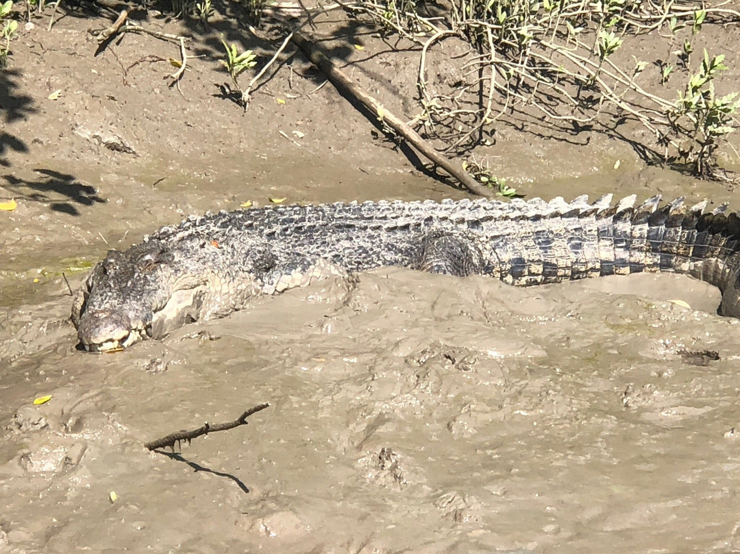 Whitsunday Crocodile Safari景点图片