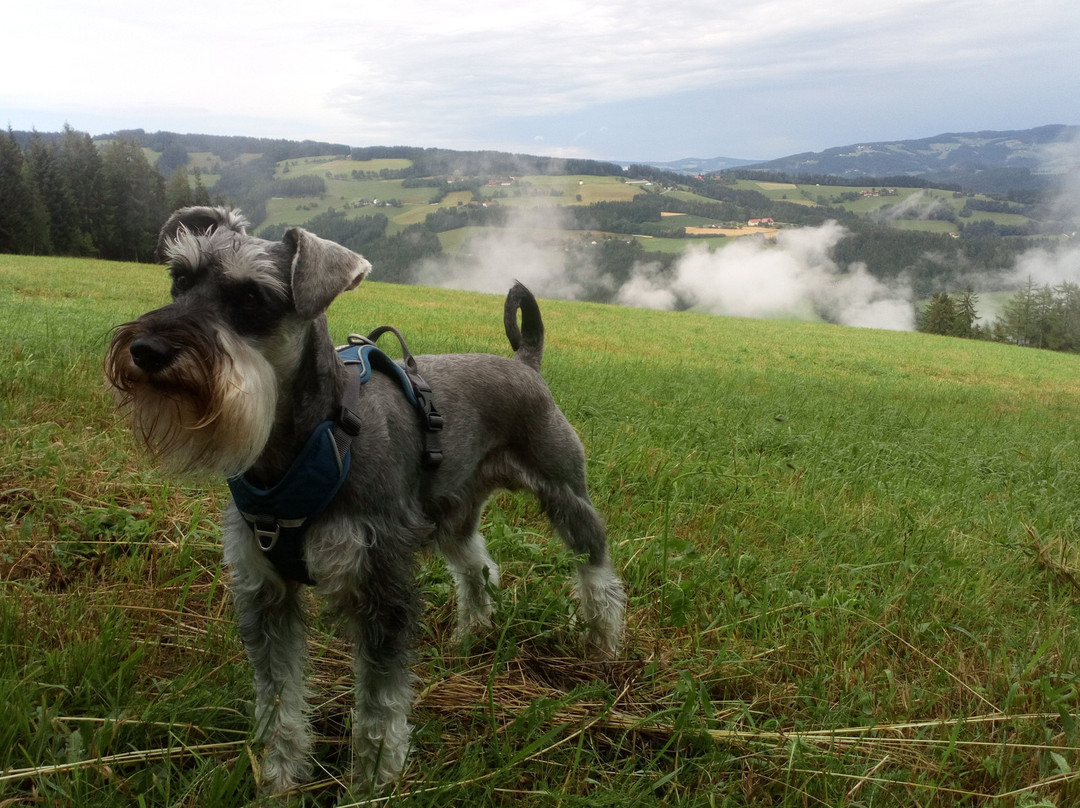 Gasthof Pension Zoller主图