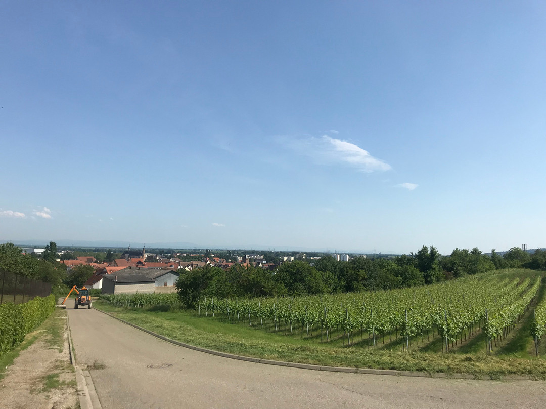 Domaine Boehler-Molsheim必去景点