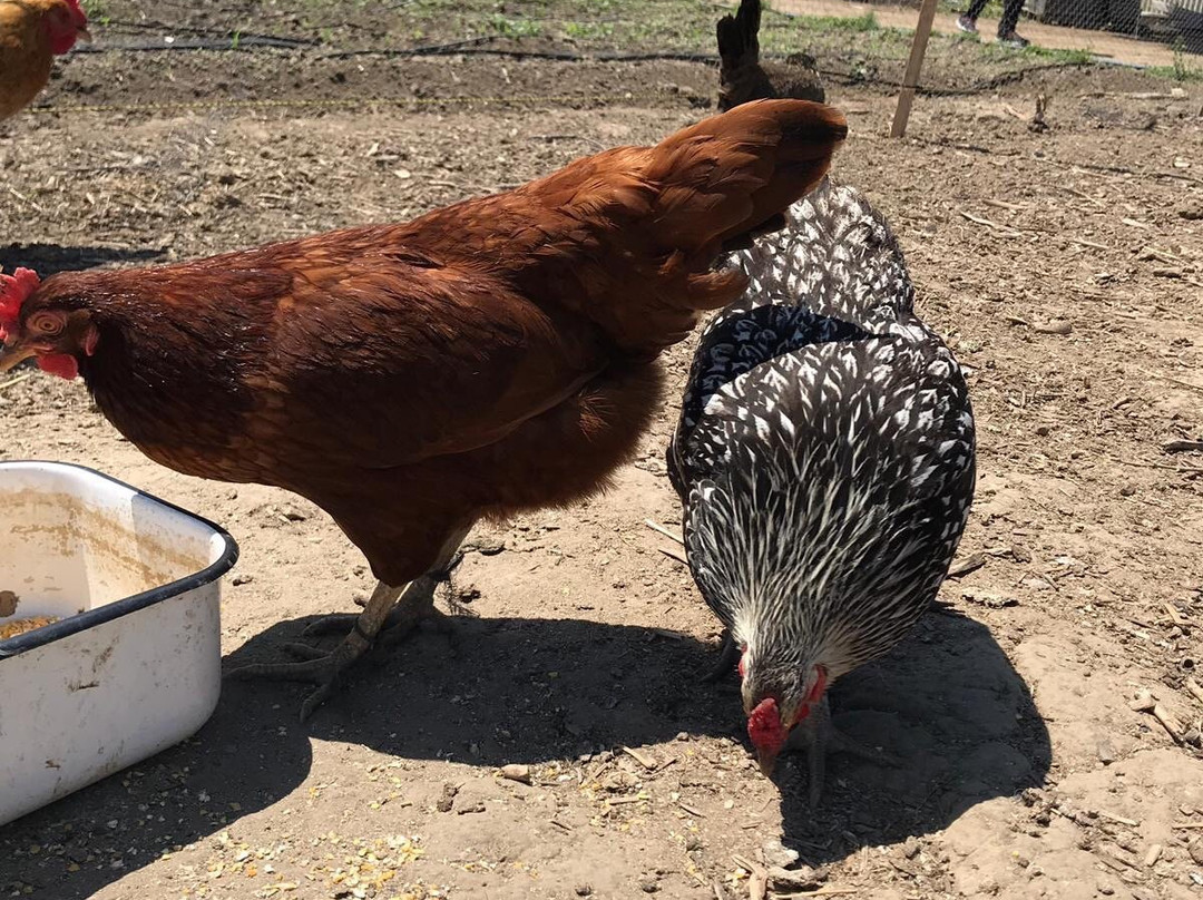 McGrath Family Farm-卡马里奥必去景点