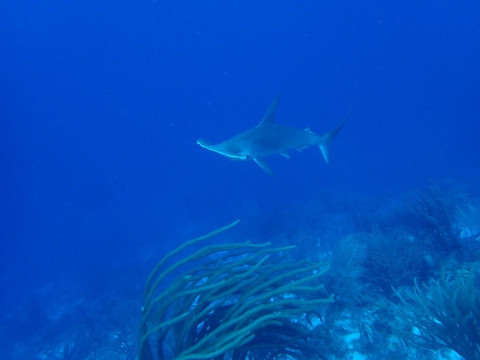 Dive Charter Curacao-威廉斯塔德必去景点
