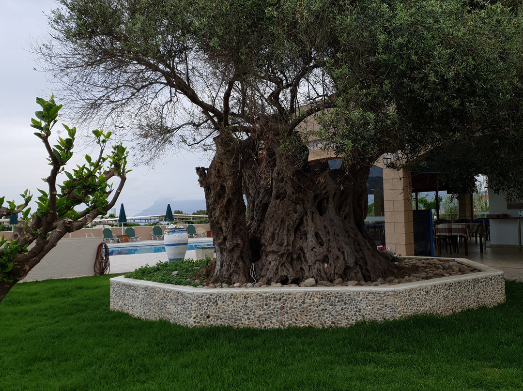 Mediterranean Hotel & Apartments主图