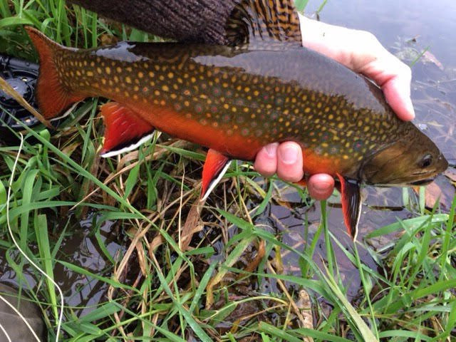 Driftless Angler景点图片