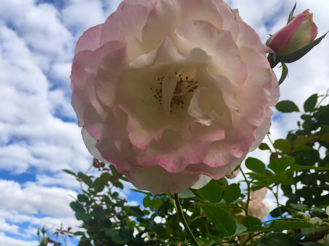 Cowra Rose Garden景点图片