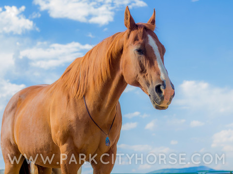 Park City Horse Experience-Kamas必去景点