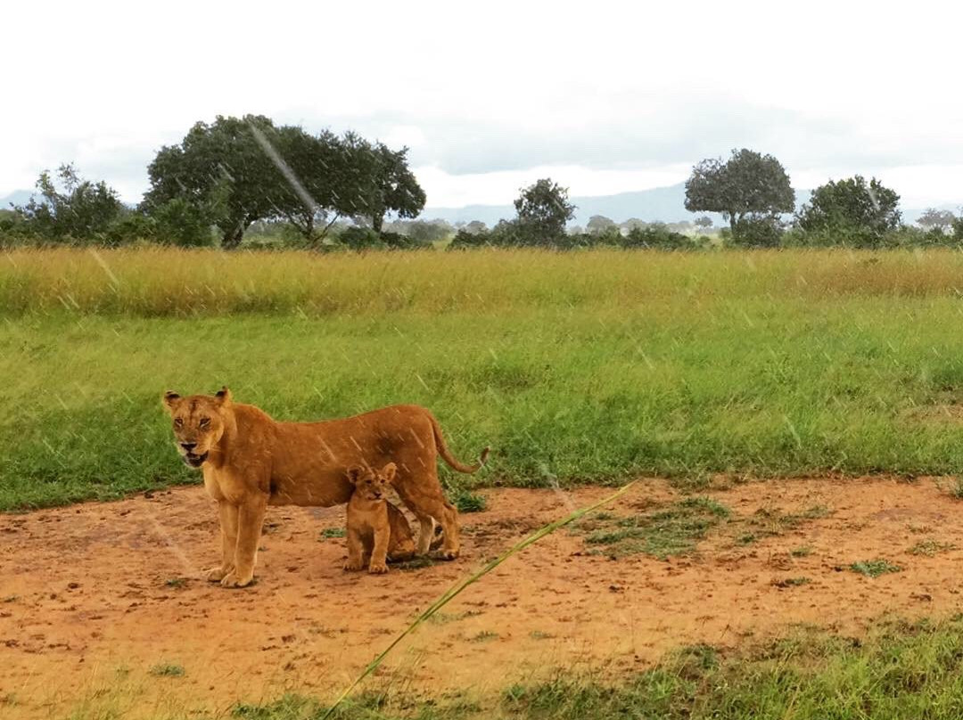 Mikumi Wildlife Camp主图