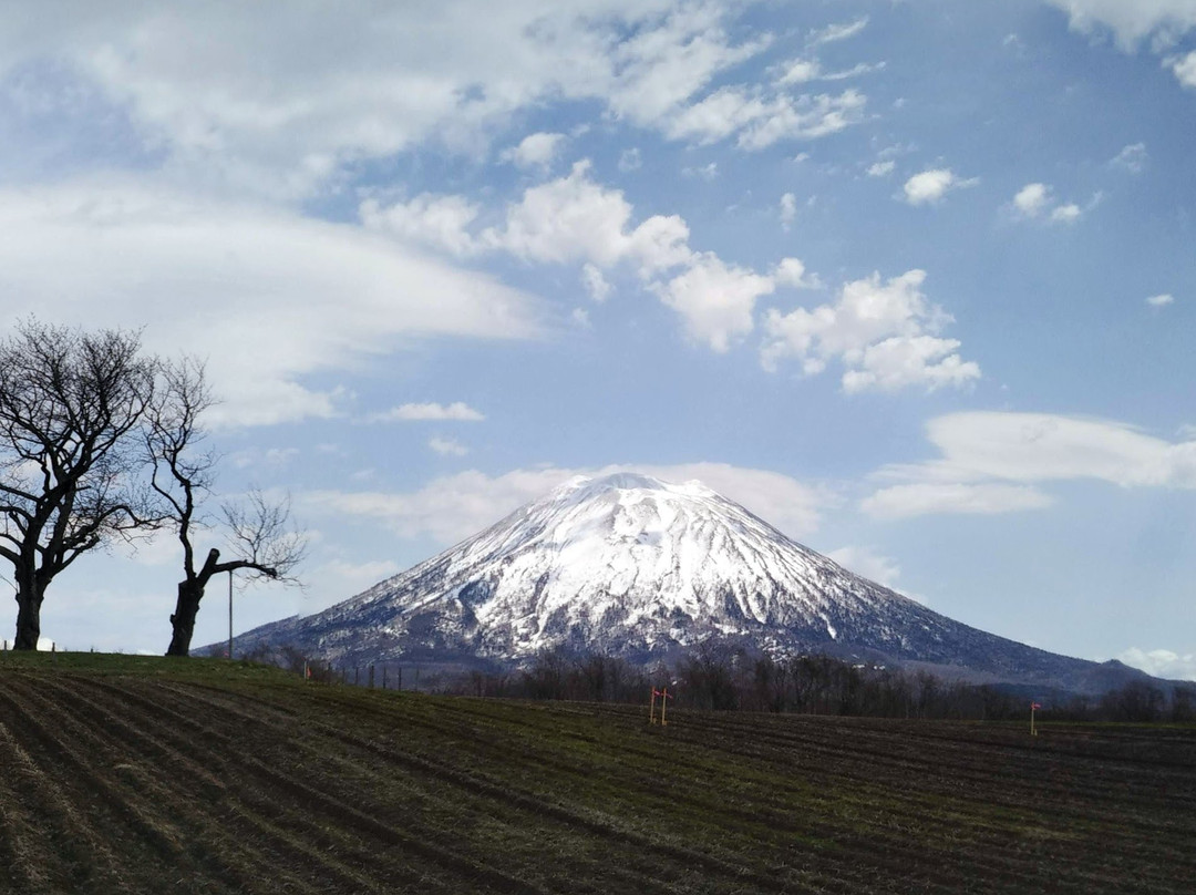 Futago no Sakurambo Tree