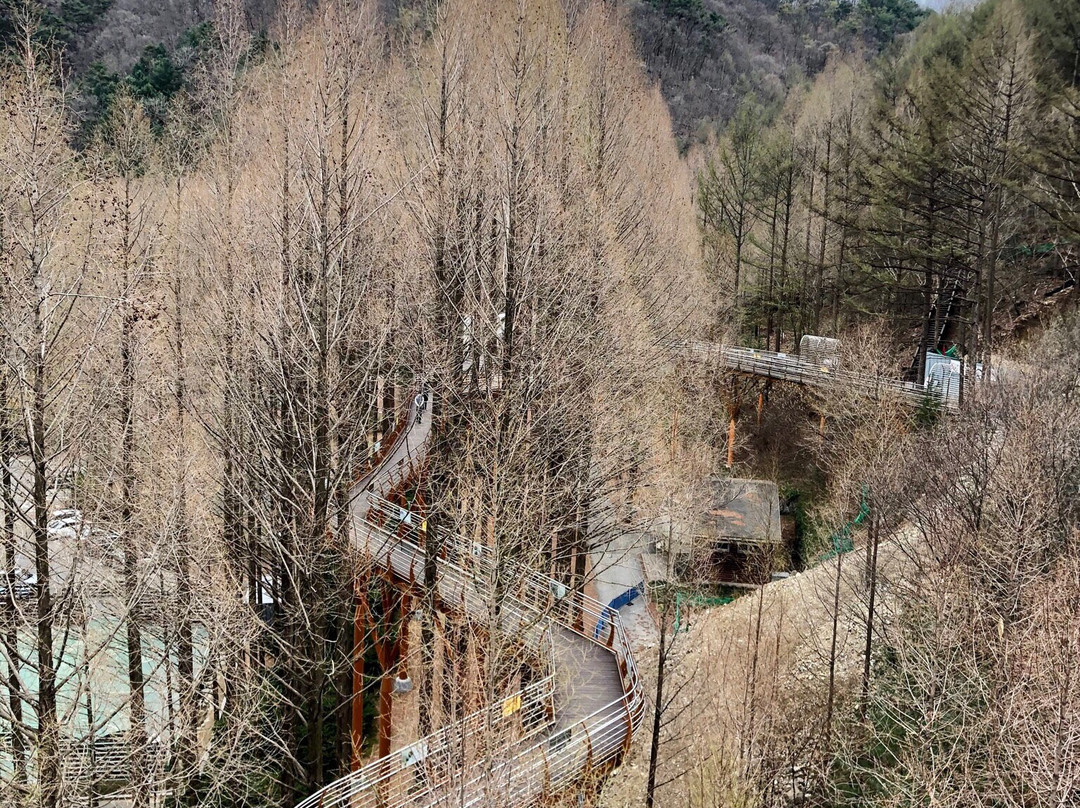 Jangtaesan Natural Forest-大田必去景点