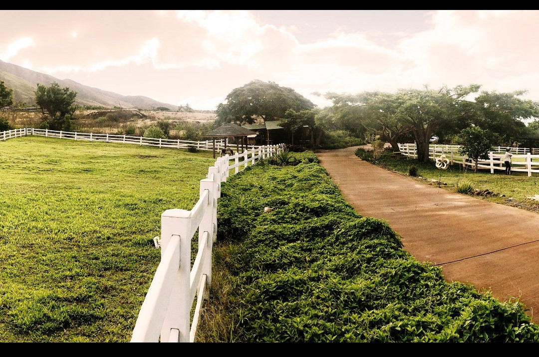 Lahaina Animal Farm景点图片