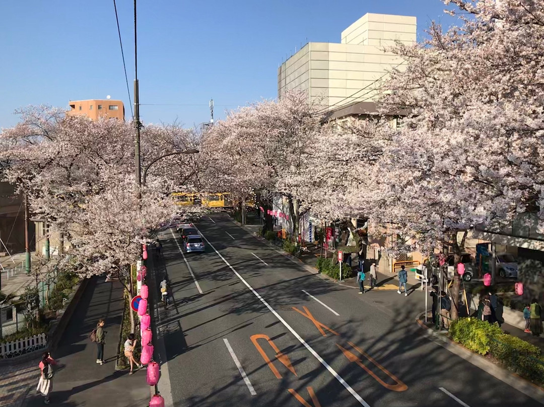 Nakano Dori Sakura Matsuri-中野区必去景点