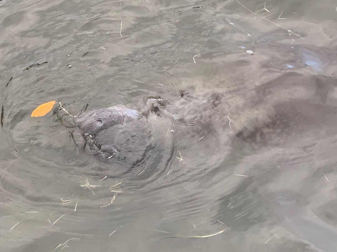 Manatee Observation Deck景点图片